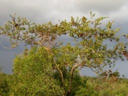 Combretum hereroense awaiting rain