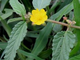 Corchorus confusus