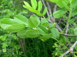 Dalbergia melanoxylon leaf colour and texture