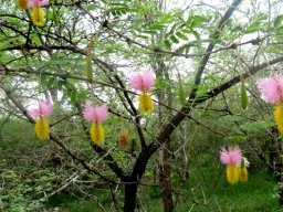 Dichrostachys cinerea, sickle-bush