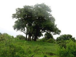 Diospyros mespiliformis, the big ones conferring