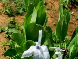Ecbolium glabratum and pollinator