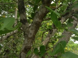 Ehretia rigida subsp. nervifolia stems