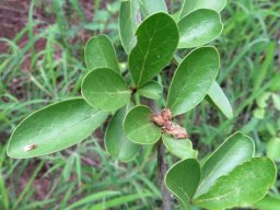 Ehretia rigida subsp. nervifolia leaves