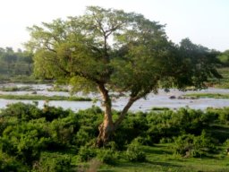 Ficus sycomorus... a giant, maybe a legend