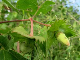 Gossypium herbaceum subsp. africanum bud and fruit