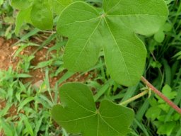 Gossypium herbaceum subsp. africanum leaves