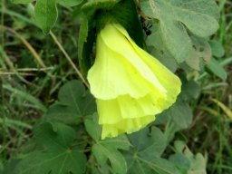Gossypium herbaceum subsp. africanum bashful bloom