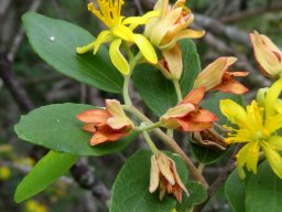 Grewia bicolor var. bicolor young and old flowers