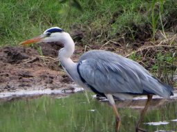 Grey heron