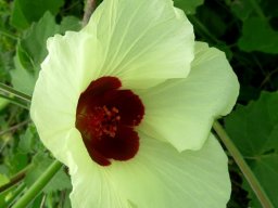 Hibiscus vitifolius