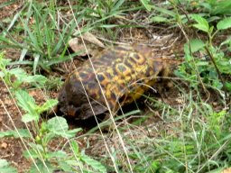 Hingeback tortoise