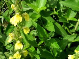 Justicia flava, the geelgarnaalbos