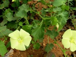 Pavonia burchellii, an herbaceous shrub 