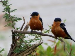 Redbreasted swallows