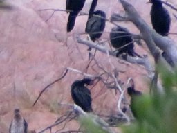 Reed cormorant indaba
