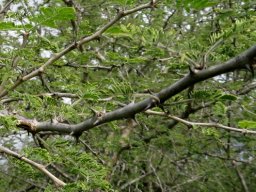 Senegalia senegal var. leiorhachis, the slender three-hook thorn