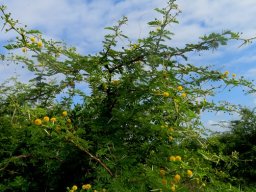 Vachellia karroo crown expanding