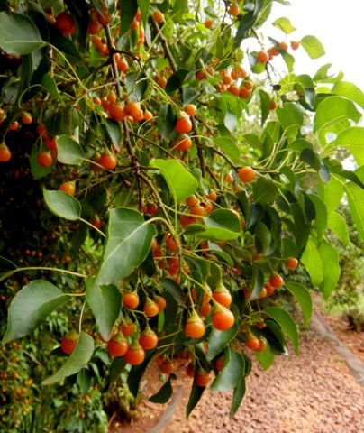 Cordia caffra fruit and leaves