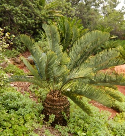 Encephalartos friderici-guilielmi stem and leaves