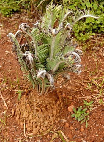 Encephalartos lanatus frost-bitten leaves
