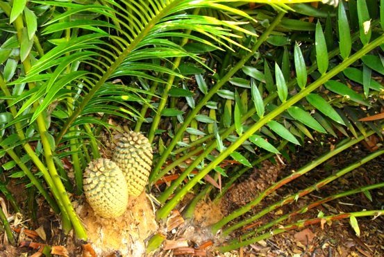 Encephalartos senticosus young female cones