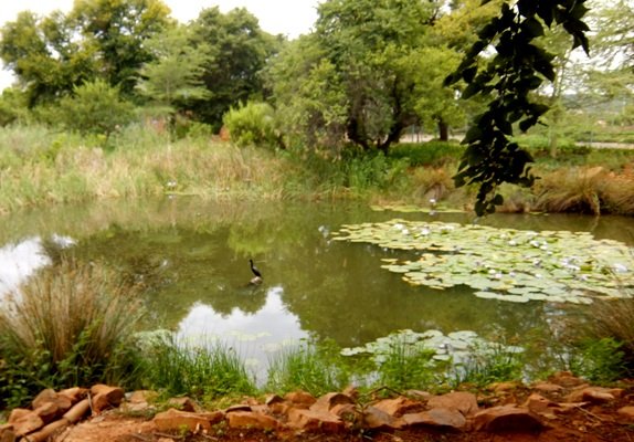 Water for the birds and all