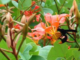 Bauhinia galpinii flower and wasp 