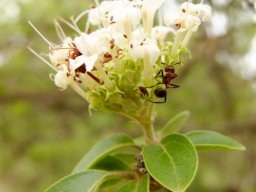 Volkameria glabra passing inspection