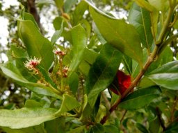 Combretum kraussii last flowers