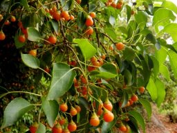 Cordia caffra fruit and leaves