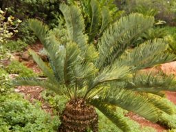 Encephalartos friderici-guilielmi stem and leaves