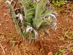 Encephalartos lanatus frost-bitten leaves