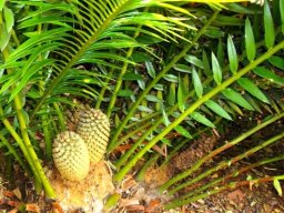 Encephalartos senticosus young female cones