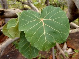 Ficus abutilifolia leaves