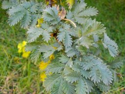 Leucosidea sericea leaves