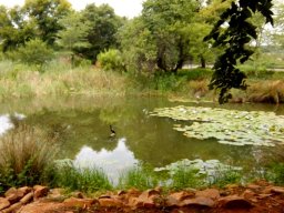 Water for the birds and all