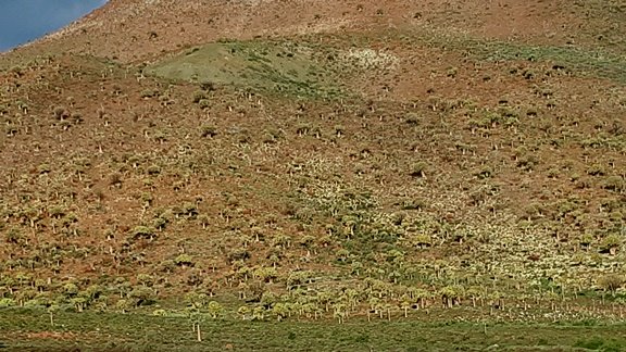 Greener patch