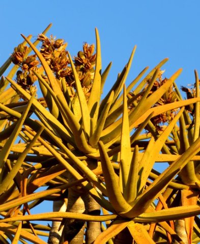 Fruit