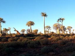 The tree aloes