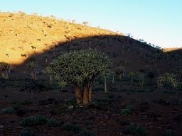 Evening shade