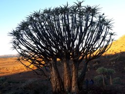 Multi-stemmed