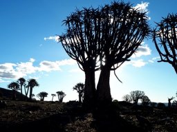 Draw a picture of a tree