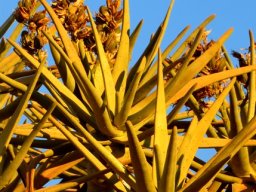 Fruit