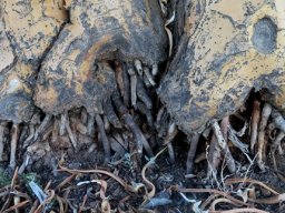 Roots