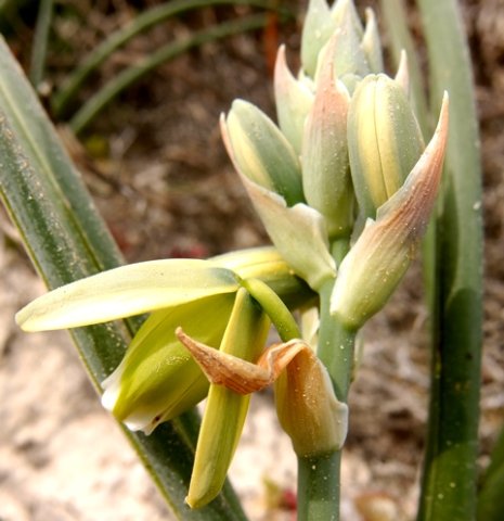 Albuca grandis one flower open