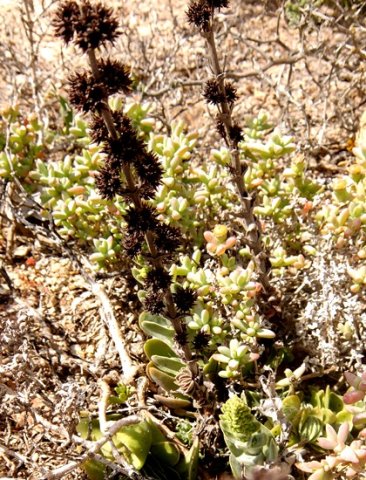 Crassula tomentosa var. tomentosa after flowering