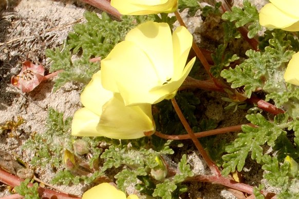 Grielum humifusum