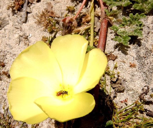 Grielum humifusum flower being serviced