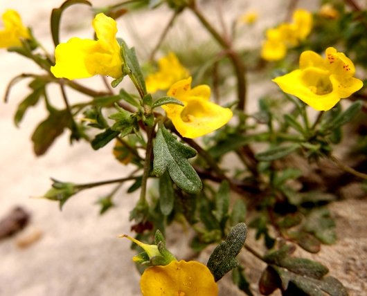 Hemimeris sabulosa spring flowers